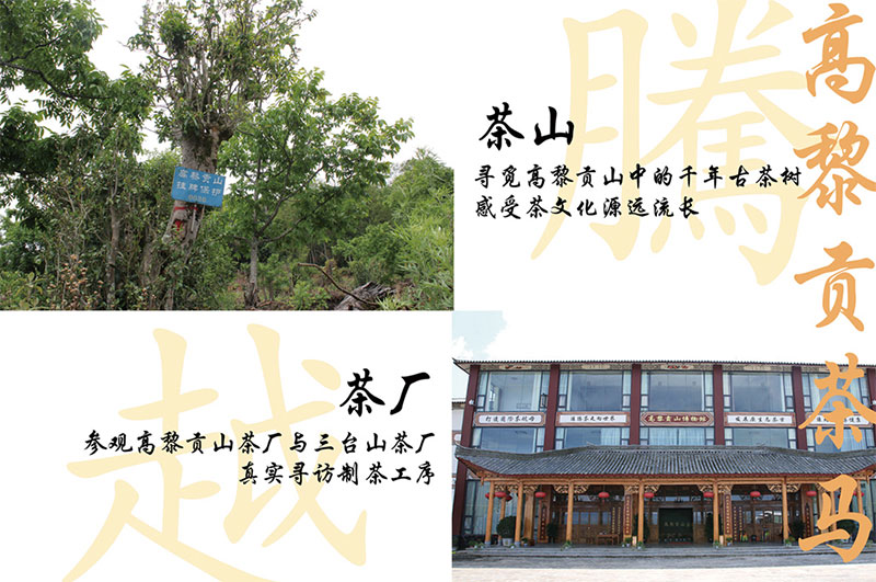 高黎贡茶马古道 探索与品茗之旅