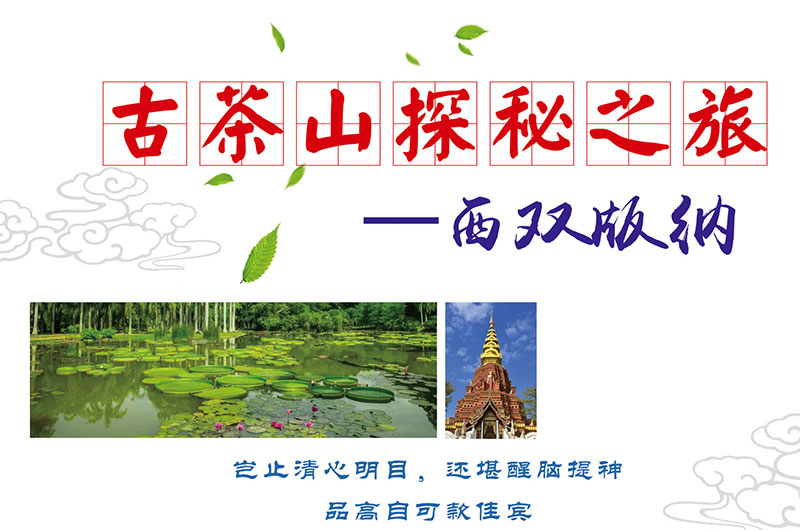 古茶山探秘之旅--西双版纳